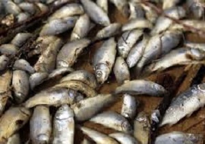دفن بهداشتی 250 تن ماهی تلف شده در ریجاب در کشور بی سابقه است