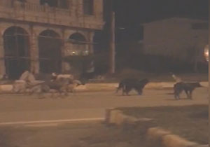 جولان آزادانه سگ‌های ولگرد در خیابان‌های لنگرود + فیلم
