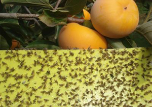 شکار بیش از هزار مگس میوه در باغ‌های مرکبات