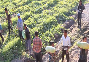 برداشت هندوانه در مزارع "هشت‌بندی" + فیلم