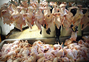 افزایش ۳۰ درصدی تولید گوشت مرغ