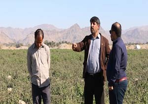 خسارت سرمازدگی به مزارع "هشت‌بندی"/ کشاورزان از باشگاه خبرنگاران جوان قدردانی کردند + فیلم