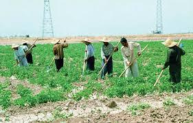 کشت پاییزه گندم در ۳۳ هزارهکتار از زمین‌های کشاورزی سیستان و بلوچستان