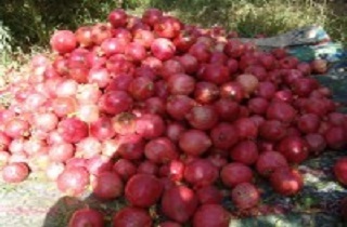 برداشت ۸۹ هزار تن محصول انار در استان یزد