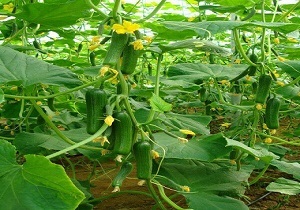 ۶۰ درصد تولید خیار سبز گلخانه ای استان یزد به کشور روسیه صادر می شود