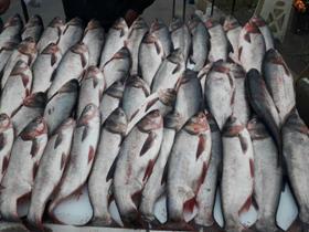 کسب درآمد میلیاردی پرورش دهندگان ماهی در آستارا