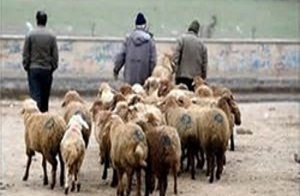 دزد گوسفندان در کمند پلیس  دلیجان