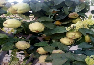 محصول،به، یکی از عمده ترین میوه دانه دار شهرستان خاتم