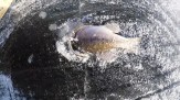 باشگاه خبرنگاران -یخ زدن ماهی در آب دریاچه +فیلم