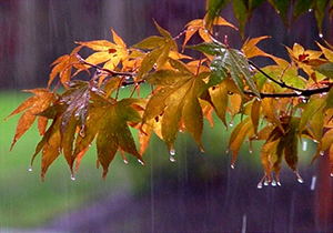بارش باران در مناطق مختلف فارس