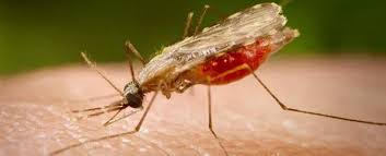 ‌80 درصد موارد ابتلا به مالاریا در سیستان و بلوچستان وارداتی است