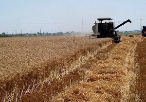 پیک برداشت گندم در خوزستان ۴۰ روز است