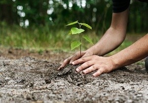 احیای فضای سبز در کوی آغاجاری با کاشت نهال درختچه