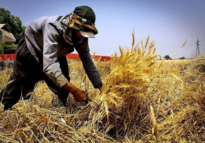افزایش برداشت گندم در بندرعباس