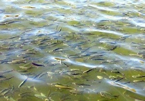 آغاز توزیع بچه ماهی گرمابی در خراسان جنوبی