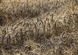 خسارت 100 درصدی خشکسالی به 70 درصد مزارع گندم و کلزا شادگان