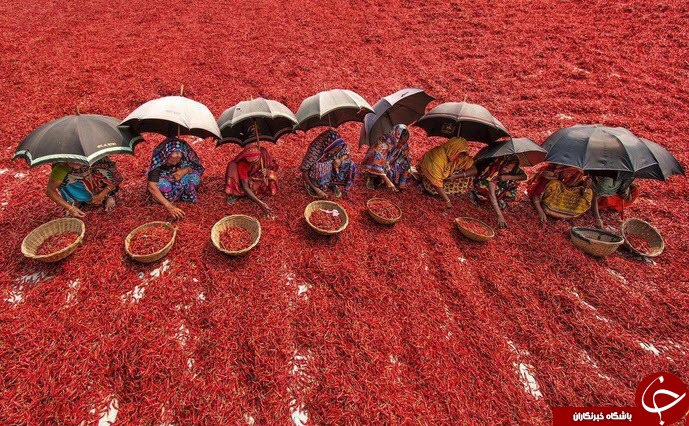 تصاویری جالب از دریای قرمز در بنگلادش