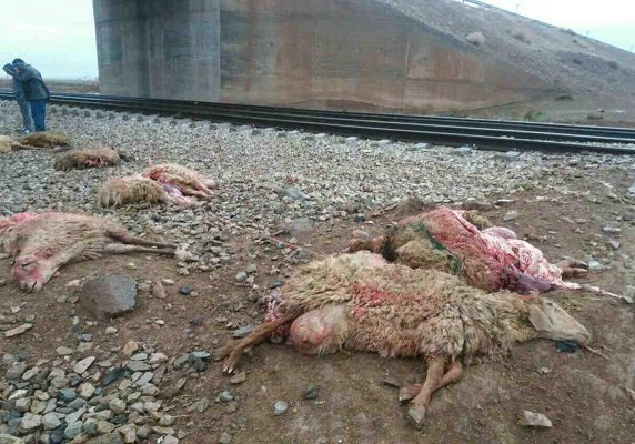 تلف شدن 5 راس گوسفند در پی برخورد قطار زنجان - تهران