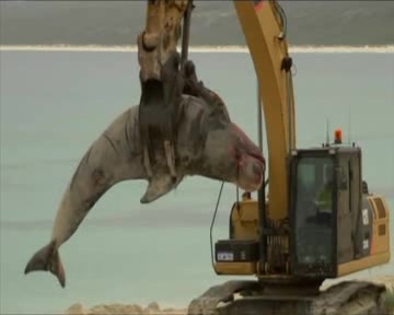 نهنگ‌های به گل نشسته در استرالیا نجات یافتند