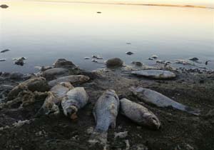 مرگ غم‌انگیز ماهیان در رودخانه «بلادیه» + فیلم