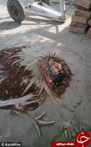 مرغی که یک هفته بدون سر زنده مانده است! + تصاویر