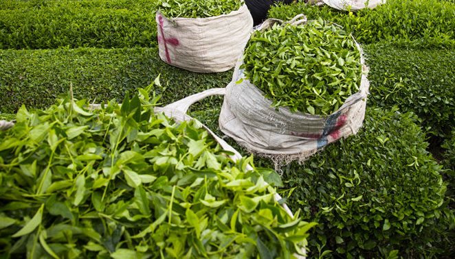 خرید تضمینی برگ سبز چای  تا سقف ۱۵۰ میلیارد ریال