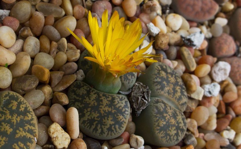 کدام سنگ ها در خانه  به گل تبدیل می شوند ؟
