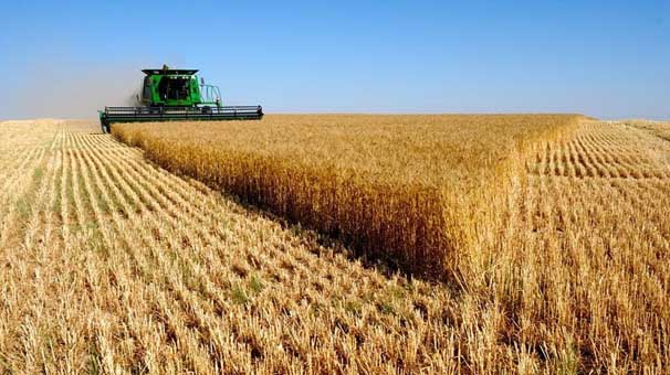 رشد ۳۵۳ درصدی تولید گندم طی ۴۰ سال اخیر/ برنامه‌ای برای صادرات نداریم