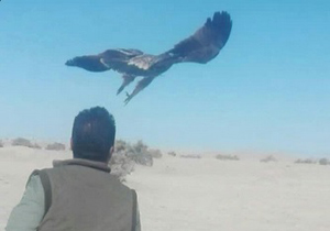 تیمار و رهاسازی یک بهله عقاب زخمی در زابل