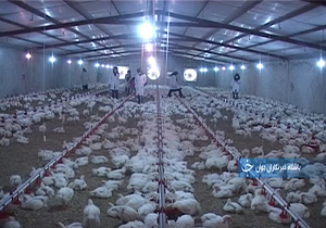تولید سالانه شش میلیون قطعه مرغ گوشتی در ایلام + فیلم
