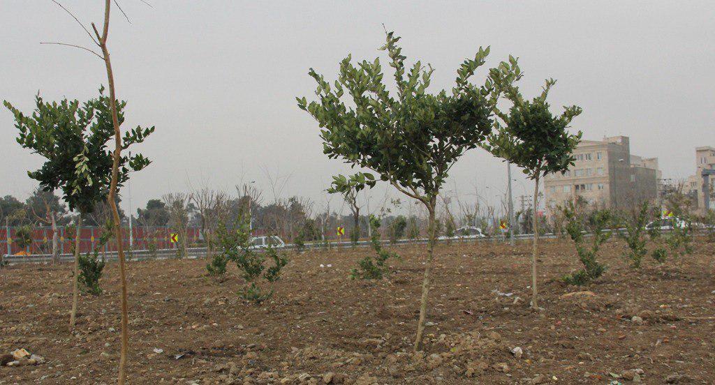 کاشت بیش از ۵ هزار انواع درخت و درختچه در میدان فتح