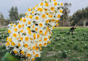 درآمد میلیاردی از فروش گل نرگس در جویبار