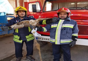 شکار یک بهله عقاب در منزل مسکونی در بهارستان اهواز