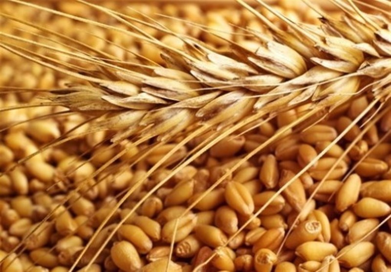 تولید بذر مورد نیاز ۱۶ استان در گچساران