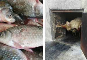 کشف ۳۰۵ کیلو گرم گوشت قرمز و سفید فاسد در گنبدکاووس