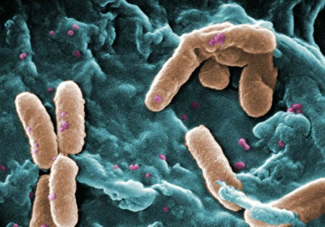 باکتری‌های  مرموز و وحشتناکی که گوشت بدن شما را زنده زنده می‌خورند! + تصاویر