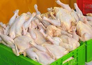 توزیع گوشت مرغ گرم در استان قزوین