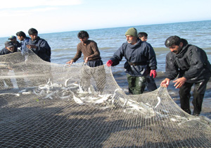 صید ۲ هزار و ۷۵ تنی ماهی از آغاز فصل صید تا کنون در مازندران