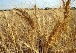 کشت گندم در ۱۴۵ هزار هکتار از اراضی کشاورزی استان قزوین