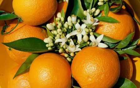 درمان زخم بستر با «شربت میوه نارنج»/ با مصرف این نوشیدنی خستگی روزانه را رفع کنید