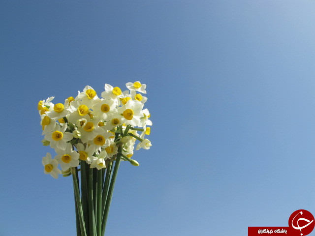 برداشت گل نرگس در دشتستان + تصاویر
