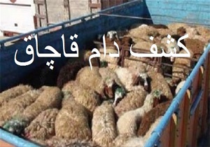 کشف ۱۳۰ راس دام فاقد مجوز حمل در شهرستان البرز
