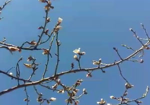 به بار نشستن درختان بادام در قزوین + فیلم
