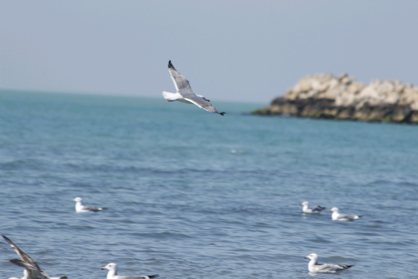 پرواز پرندگان مهاجر در سواحل خلیج فارس + تصاویر