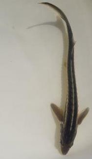 رهاسازی یک قطعه ماهی اوزون برون در لنگرود