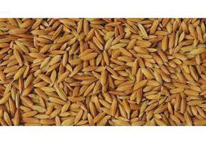 توزیع ۲ هزار کیلوگرم بذر برنج میان کشاورزان سوادکوه شمالی