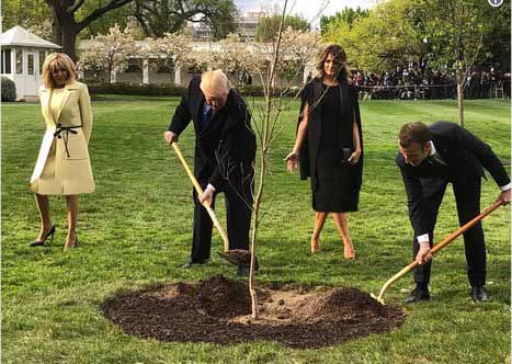 درخت اهدایی مکرون به ترامپ شته داشت!