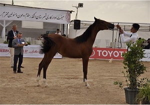 جشنواره کشوری زیبایی اسب اصیل در اشکذر آغازشد