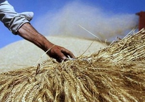 برداشت بیش از 150 هزار تن گندم و کلزا در مزارع شوشتر