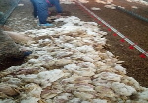 تلف شدن ۶ هزار قطعه مرغ گوشتی بر اثر صدای بلند صاعقه در پلدشت